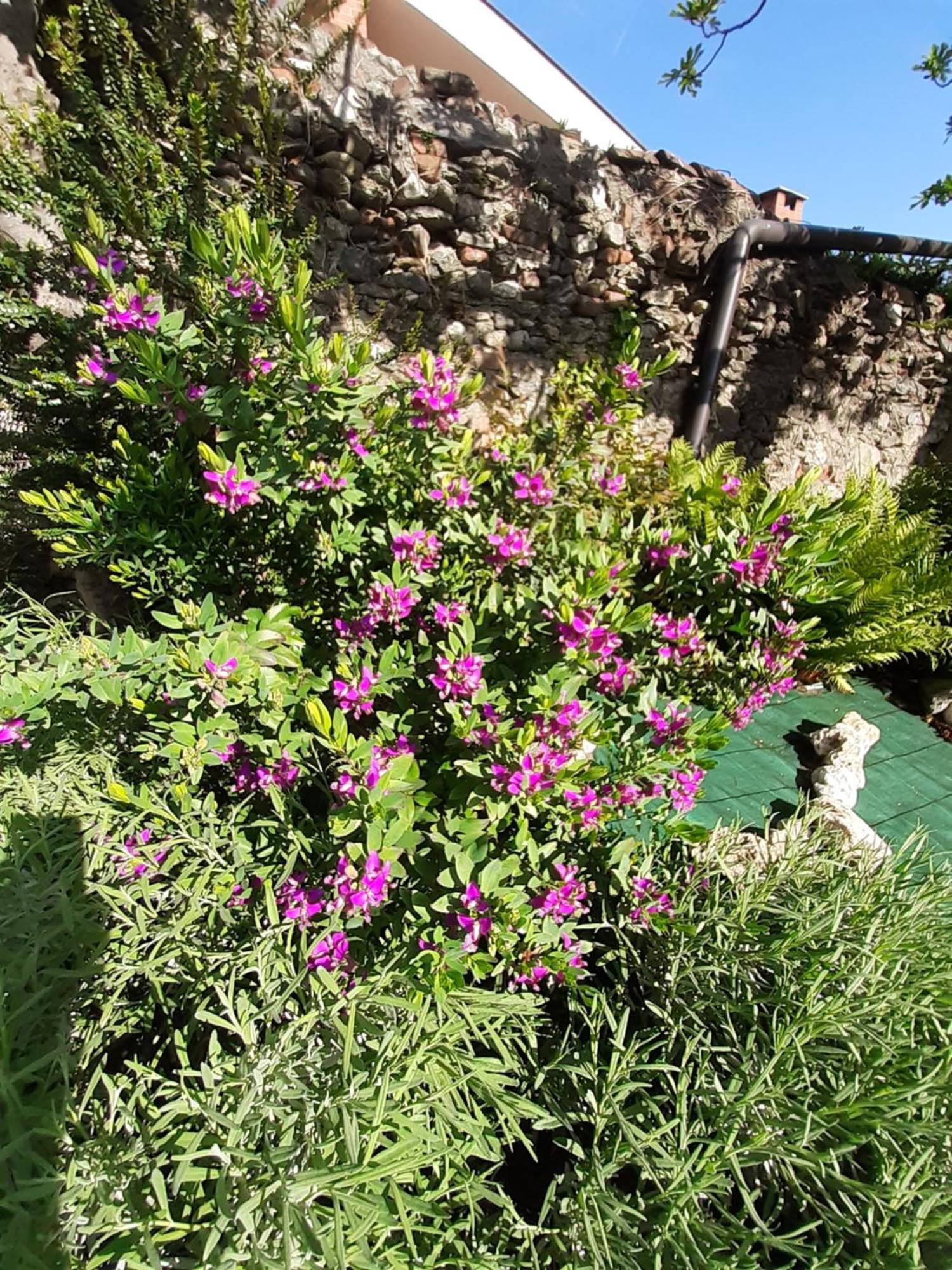 Casa Lavanda Rivoli  Exterior photo